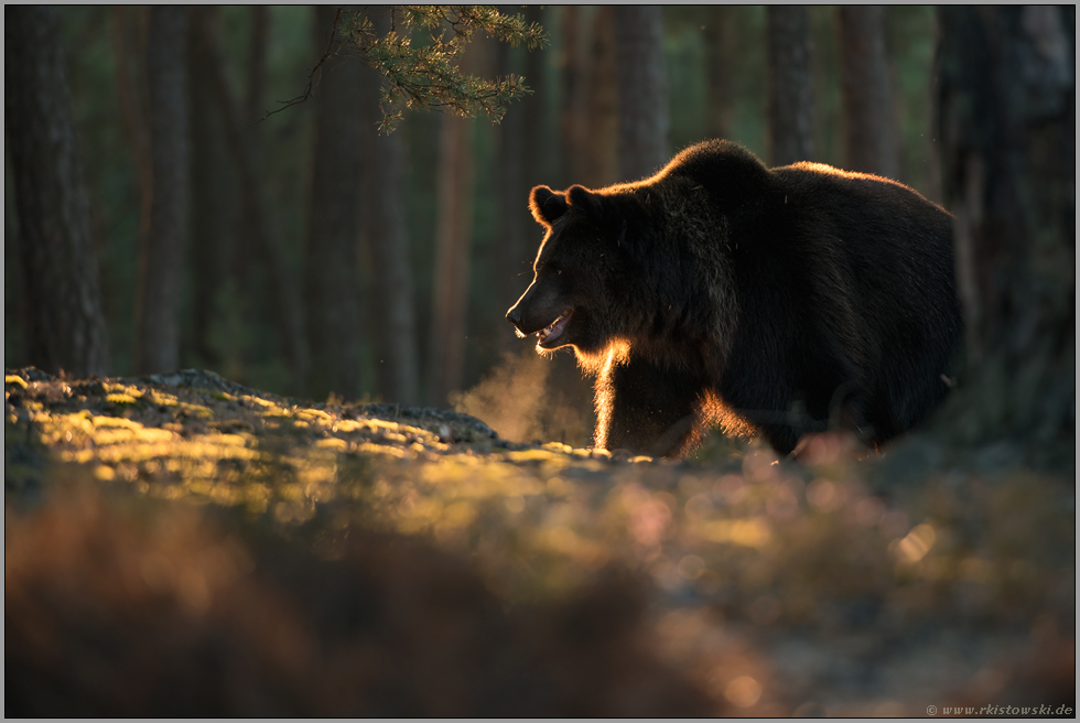 heißer Atem... Europäischer Braunbär *Ursus arctos* im Gegenlicht