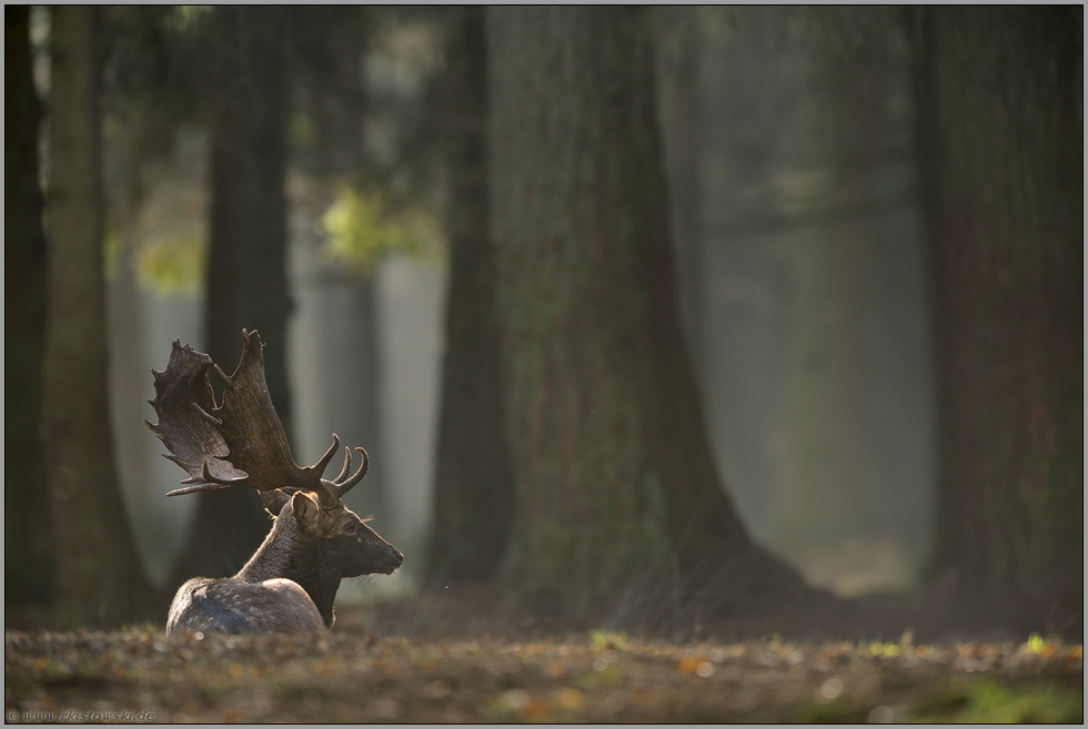 Ruhelager... Damhirsch *Dama dama*