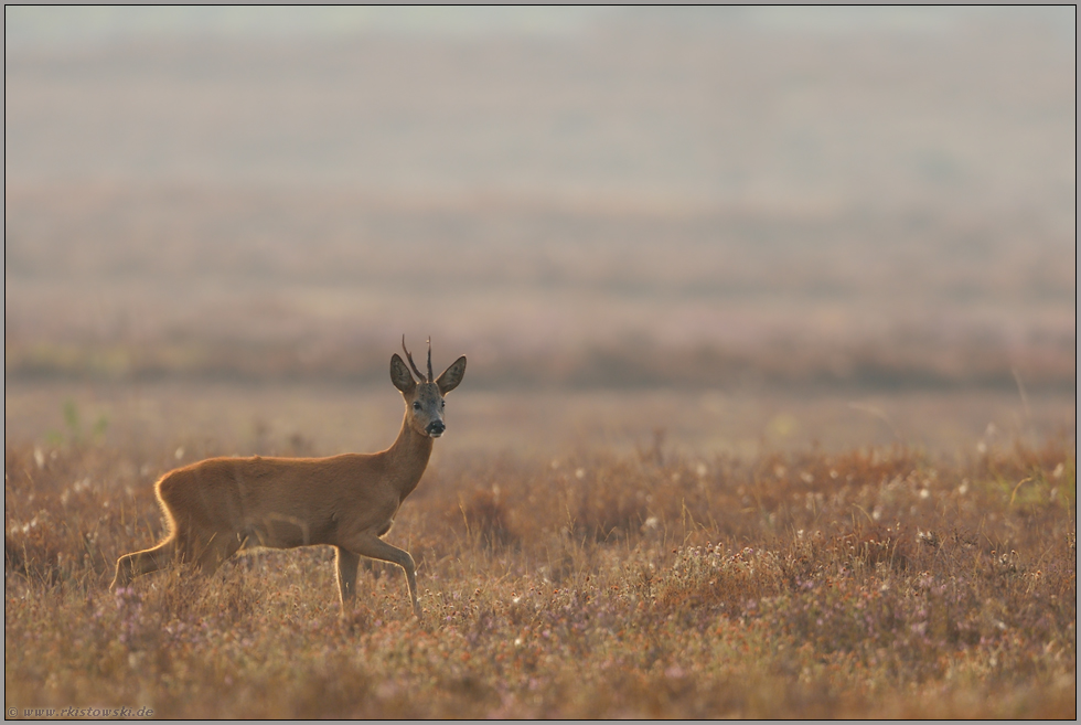 rotbraun... Rehbock *Capreolus capreolus * an einem Nebelmorgen in trockener Heide