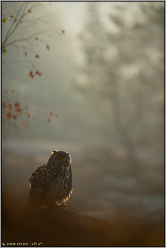 Stille... Europäischer Uhu *Bubo bubo* im ersten Licht eines frühen Morgens