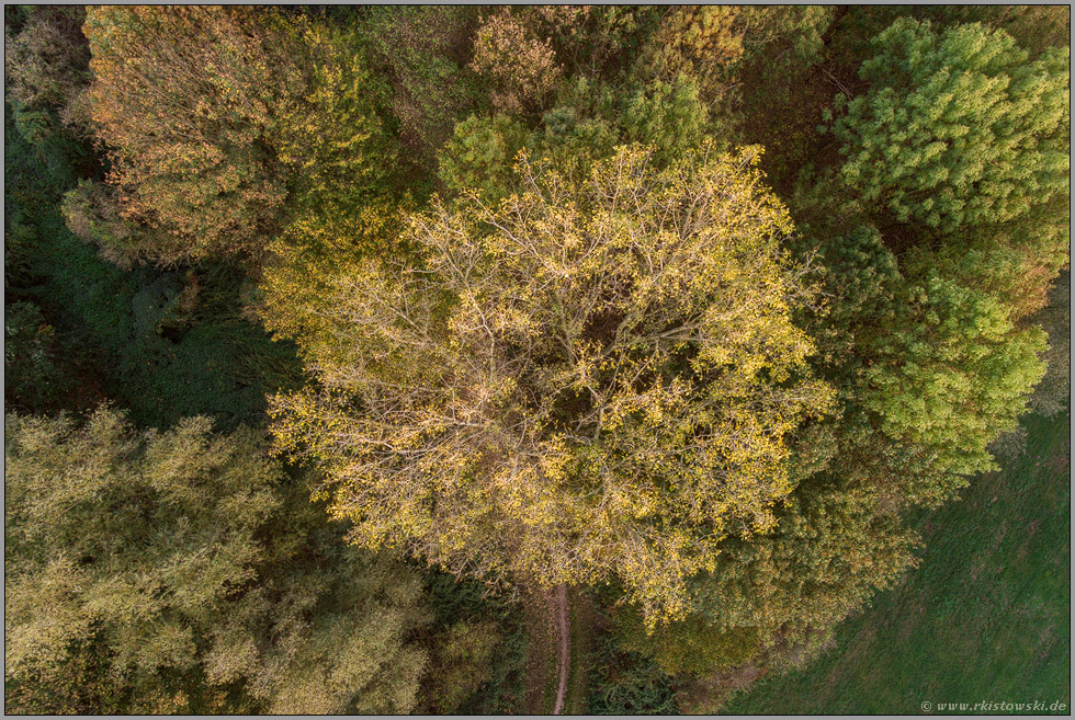 es wird Herbst... Laubverfärbung *Oktober*