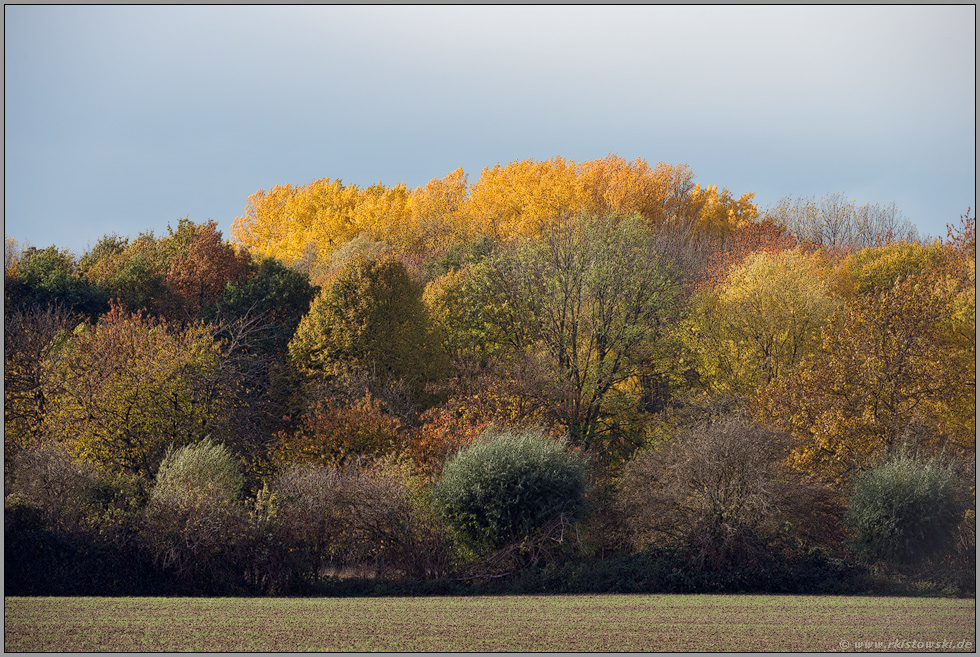 Herbstfarben... Waldrand *Lank-Latum*, Blick in Richtung Latumer Bruch