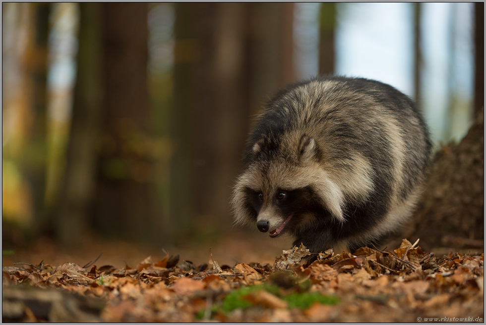 im Wald unterwegs... Marderhund *Nyctereutes procyonoides* bei der Nahrungssuche