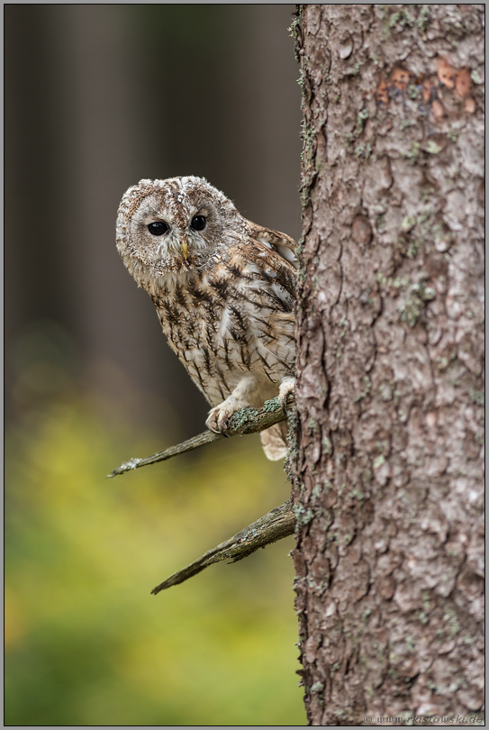 der Blick um die Ecke... Waldkauz *Strix aluco* sitzt im Baum