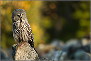 im Licht der Sonne... Bartkauz *Strix nebulosa* am frühen Morgen