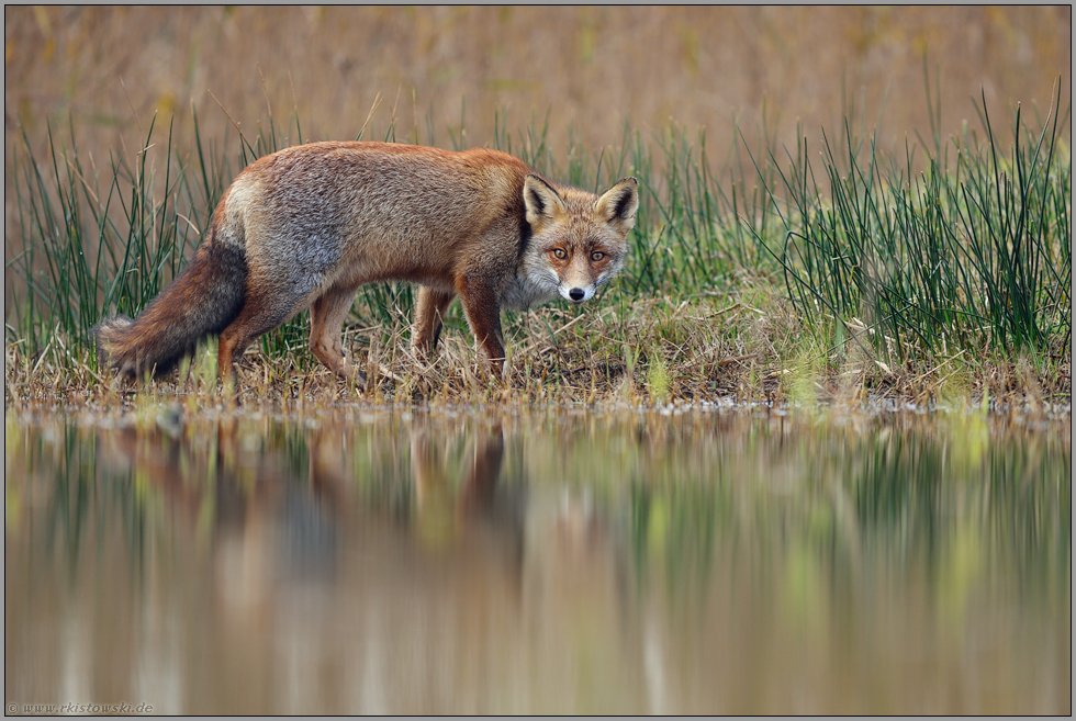 direkter Augenkontakt... Rotfuchs *Vulpes vulpes* am Gewässer