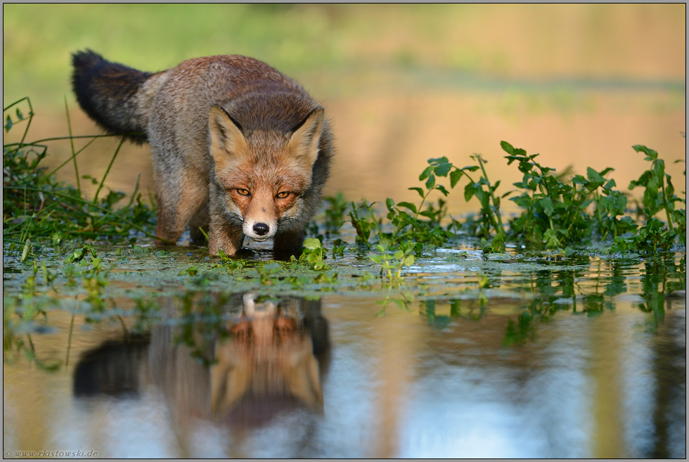 direkter Augenkontakt... Rotfuchs *Vulpes vulpes* bis zum Bauch im Wasser