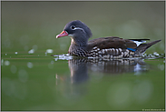 kleine Schönheit... Mandarinente *Aix galericulata*, Weibchen