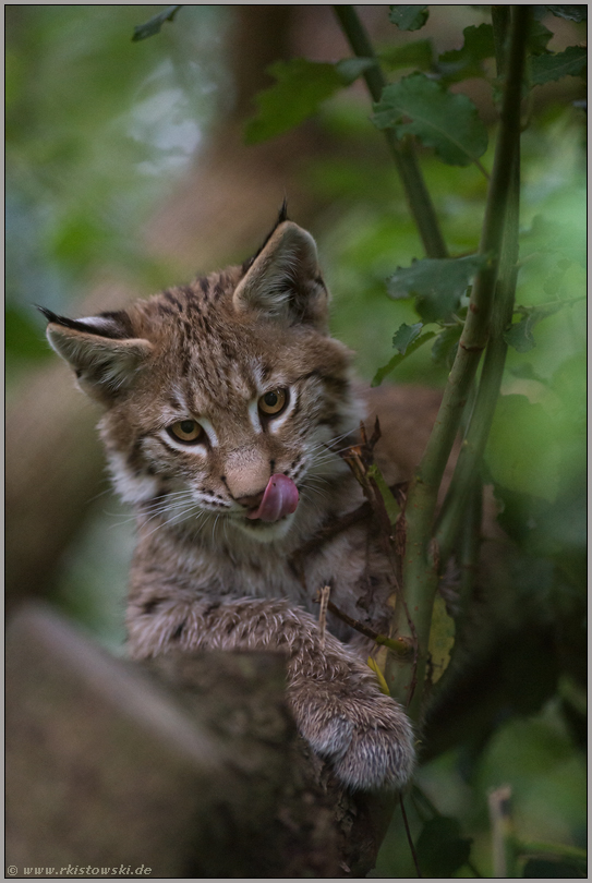 einfach süß... Eurasischer Luchs *Lynx lynx* schleckt sich das Maul