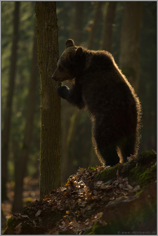 auf zwei Beinen... Europäischer Braunbär *Ursus arctos* steht auf den Hinterbeinen, um zu beobachten