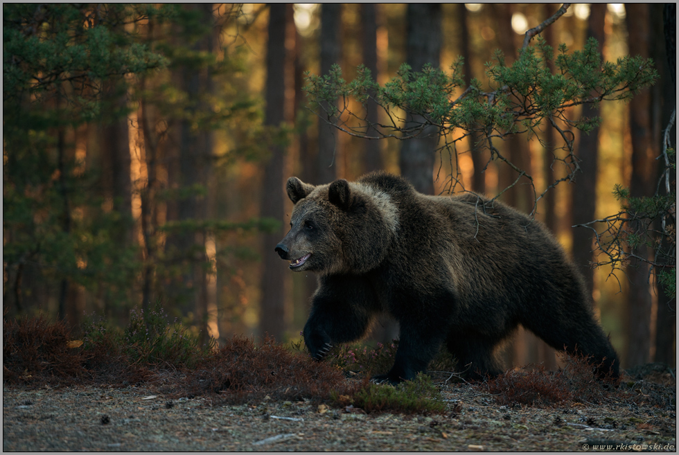 unser größtes Landraubtier... Europäischer Braunbär *Ursus arctos* läuft am Waldrand entlang