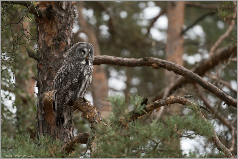 in der Kiefer... Bartkauz *Strix nebulosa* sitzt in einem Baum