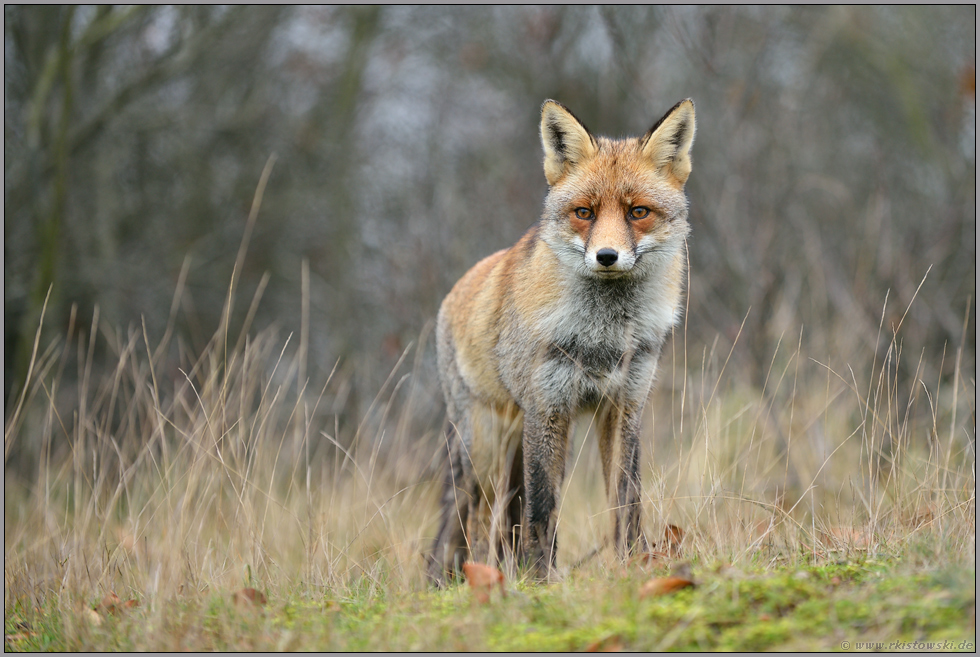 aufmerksamer Beobachter... Rotfuchs *Vulpes vulpes* auf einer kleinen Anhöhe am Waldrand