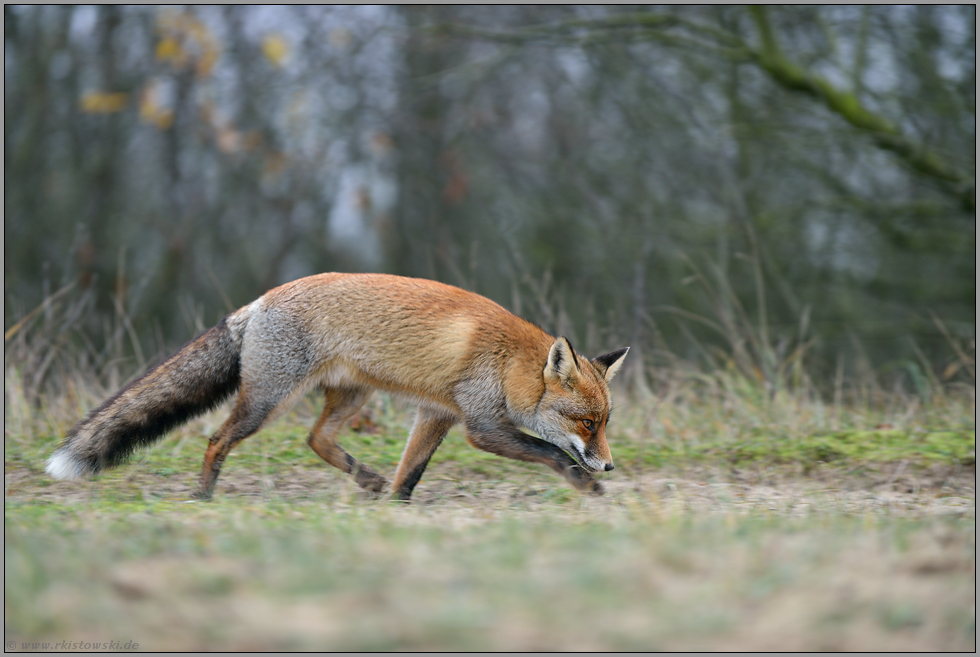 in Bewegung... Rotfuchs *Vulpes vulpes*, dynamisch mitgezogene Aufnahme