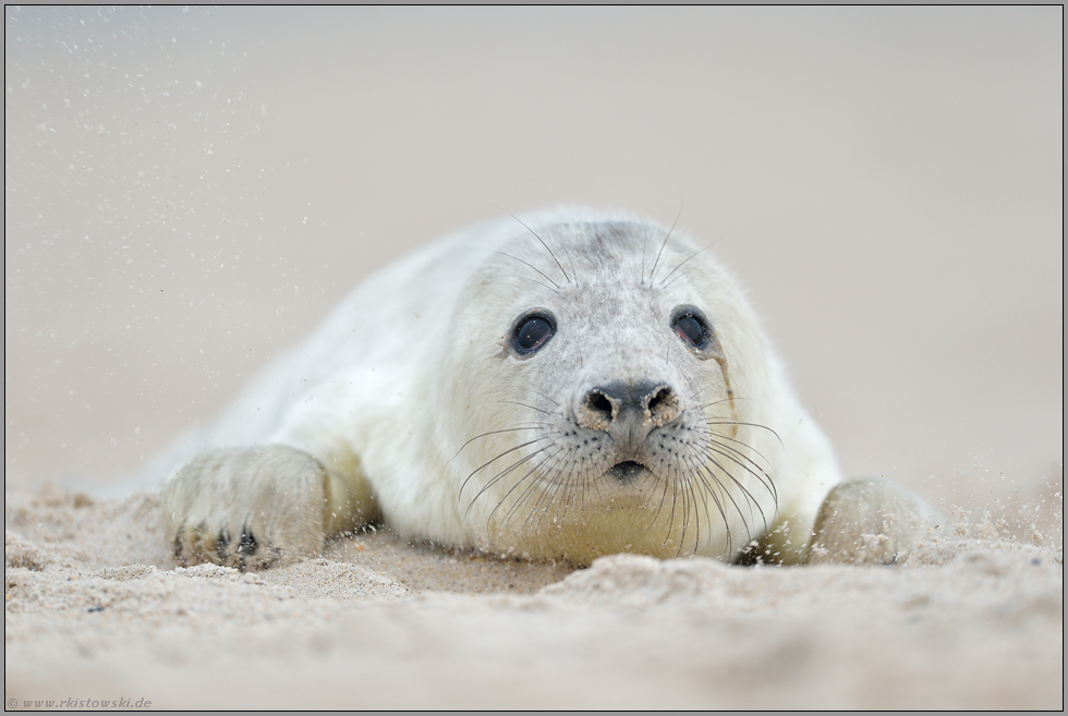 im großen Sandkasten... Kegelrobbe *Halichoerus grypus*, Jungtier am Sandstrand von Helgoland