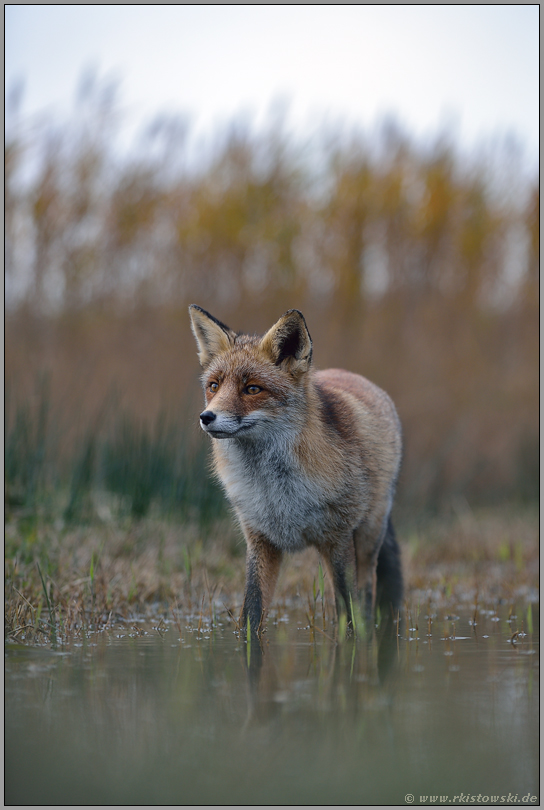 im flachen Wasser... Rotfuchs *Vulpes vulpes* mit aufmerksamem Blick