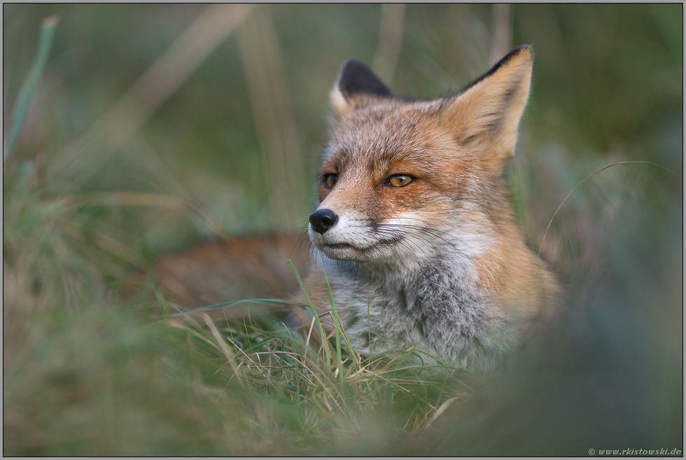 bei der Mittagsruhe... Rotfuchs *Vulpes vulpes* liegt verborgen im hohen Gras