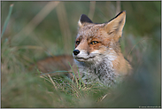 bei der Mittagsruhe... Rotfuchs *Vulpes vulpes* liegt verborgen im hohen Gras