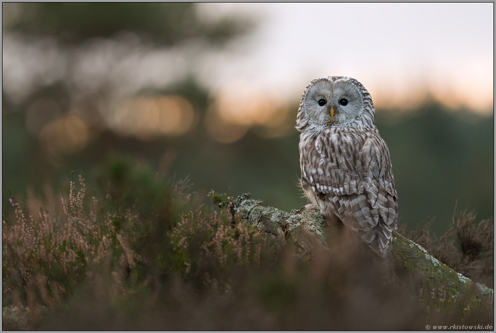 stark gefährdet... Habichtskauz *Strix uralensis* am frühen Morgen