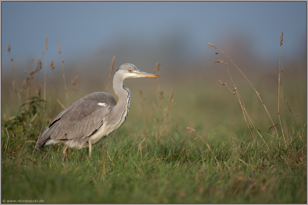 auf Nahrungssuche... Graureiher *Ardea cinerea* im Abendlicht