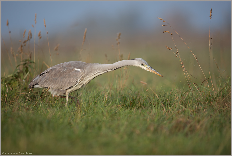 mit lang gestrecktem Hals... Graureiher *Ardea cinerea* hochkonzentriert bei der Jagd