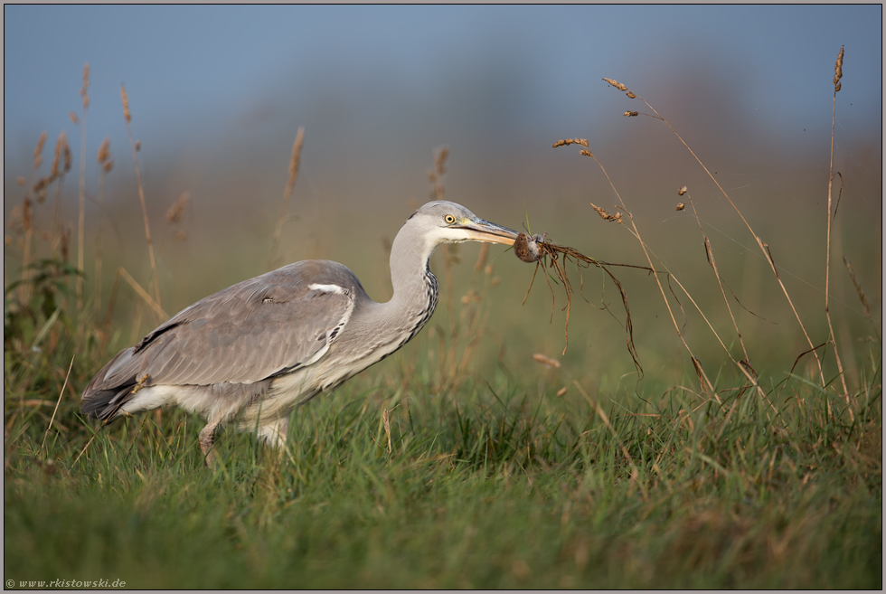 geschickter Jäger... Graureiher *Ardea cinerea* mit Maus im Schnabel