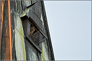 hoch oben im Kirchturm... Europäische Uhus *Bubo bubo*, Pärchen besetzt Nisthilfe