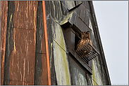 auf dem Auslaufgitter der Nisthilfe... Europäischer Uhu *Bubo bubo*, Uhupärchen hat Revier in einem Kirchturm bezogen