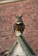 Kulturfolger... Europäischer Uhu *Bubo bubo* sitzt auf einem Giebel eines Kirchendaches