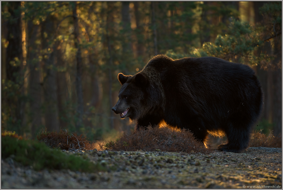 ziemlich beeindruckend... Europäischer Braunbär *Ursus arctos* frühmorgens am Waldrand