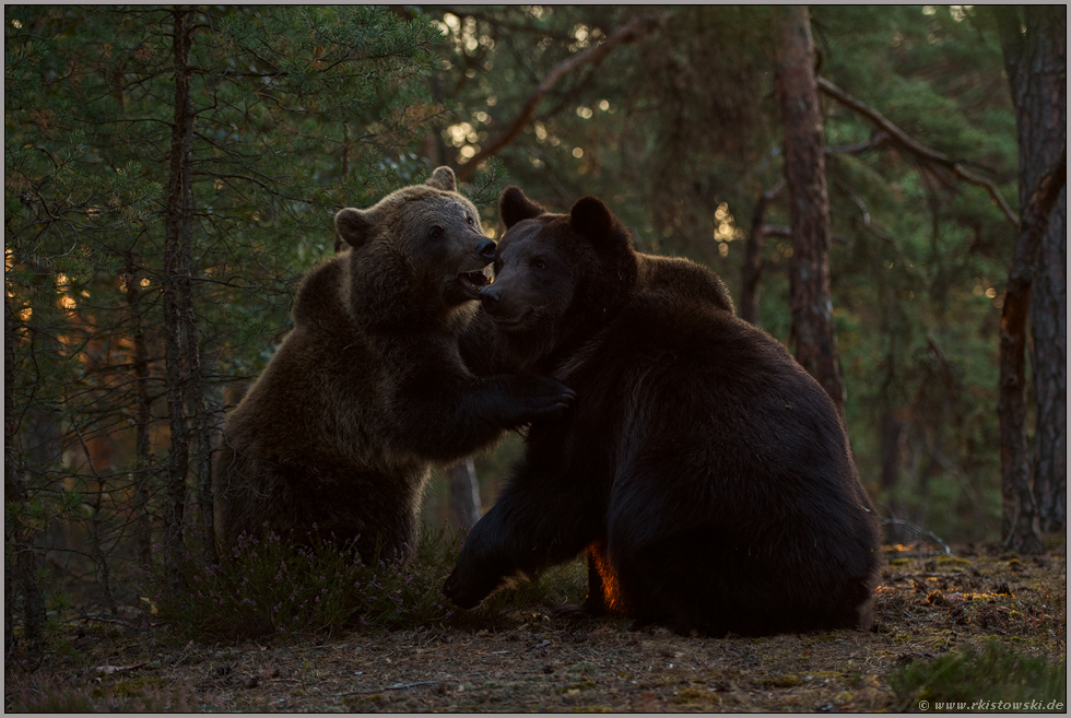 spielerischer Kampf... Europäischer Braunbär *Ursus arctos*