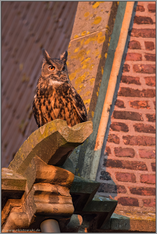 auf dem Wasserspeier... Europäischer Uhu *Bubo bubo* sitzt im späten Abendlicht auf dem Dach einer Kirche