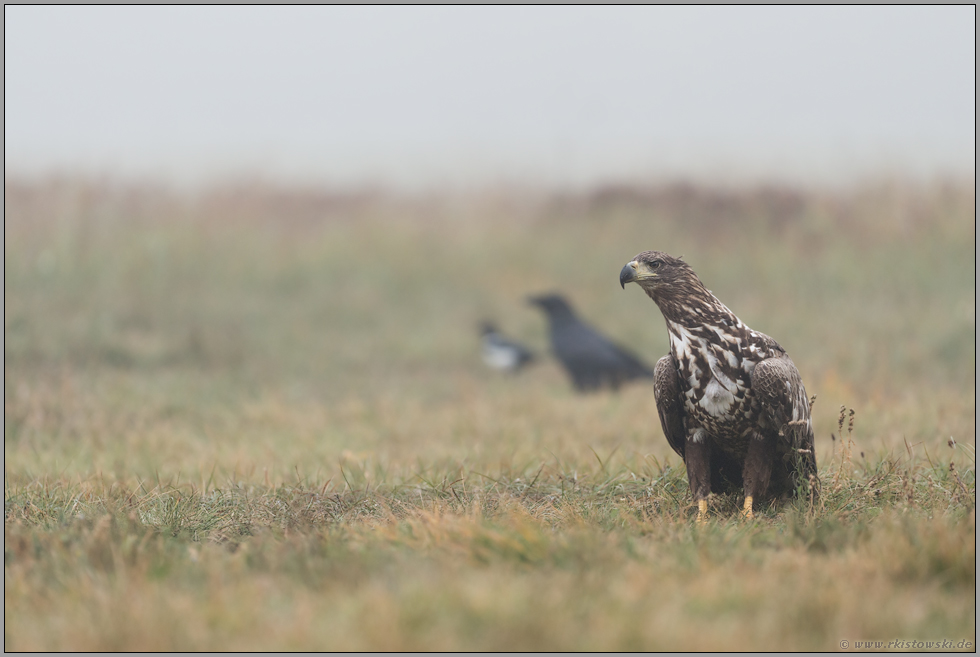 Trio... Seeadler *Haliaeetus albicilla* im Größenvergleich mit Kolkrabe und Elster