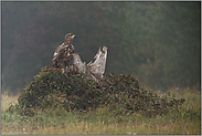 der Ansitz... Seeadler *Haliaeetus albicilla* auf erhöhter Sitzwarte