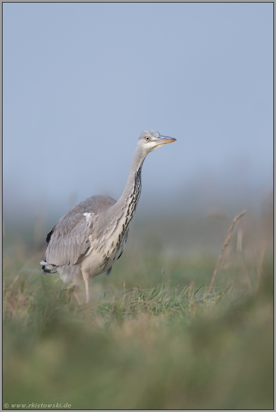 typisch... Graureiher *Ardea cinerea* in einer Wiese aus der Mäuseperspektive