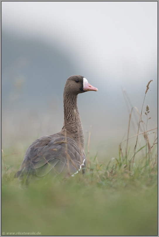 aus niedriger Perspektive... Blässgans *Anser albifrons* im hohen Gras