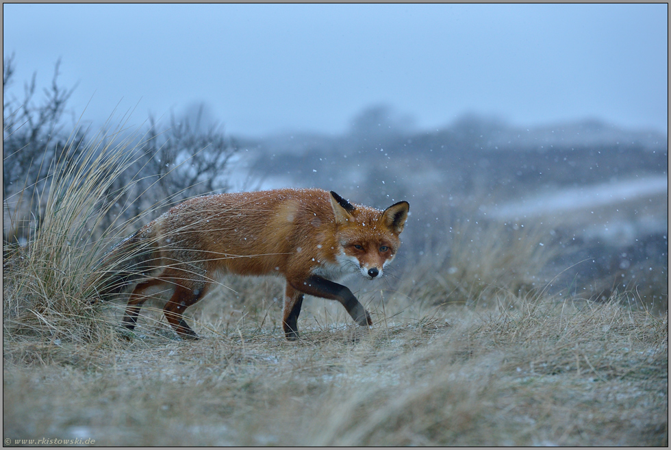 Reineke Fuchs... Rotfuchs *Vulpes vulpes* im Schneefall