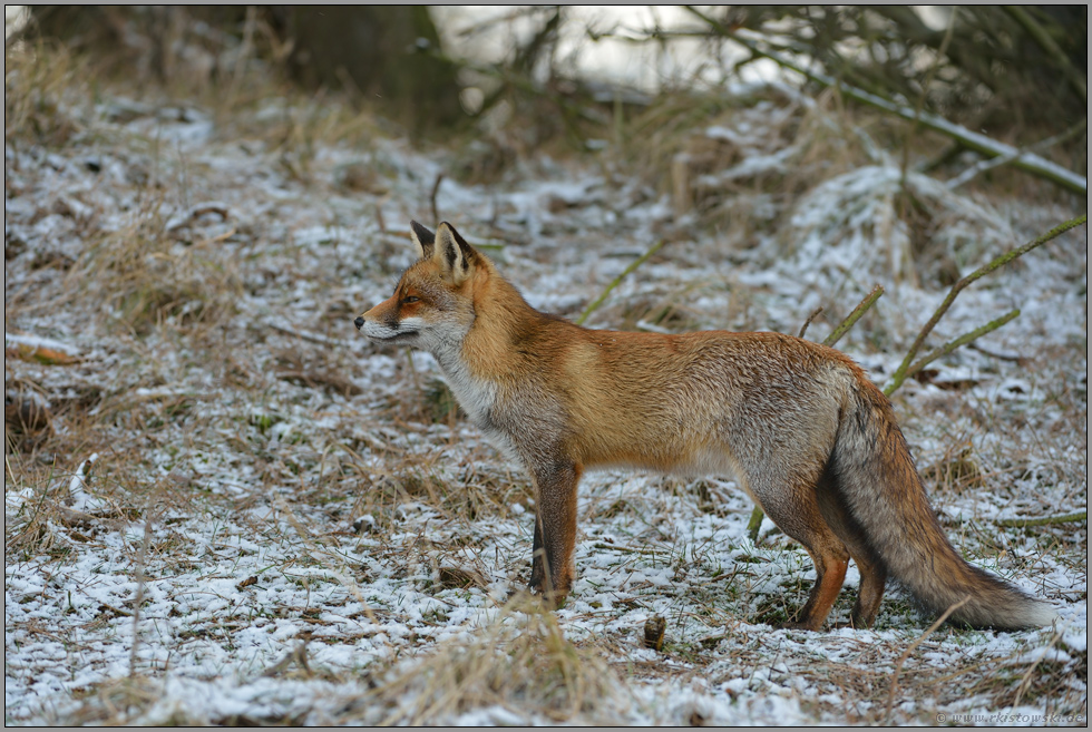 im Wald... Rotfuchs *Vulpes vulpes* im Winter