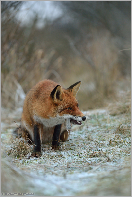 aus die Maus... Rotfuchs *Vulpes vulpes* im Winter, frisst eine Maus