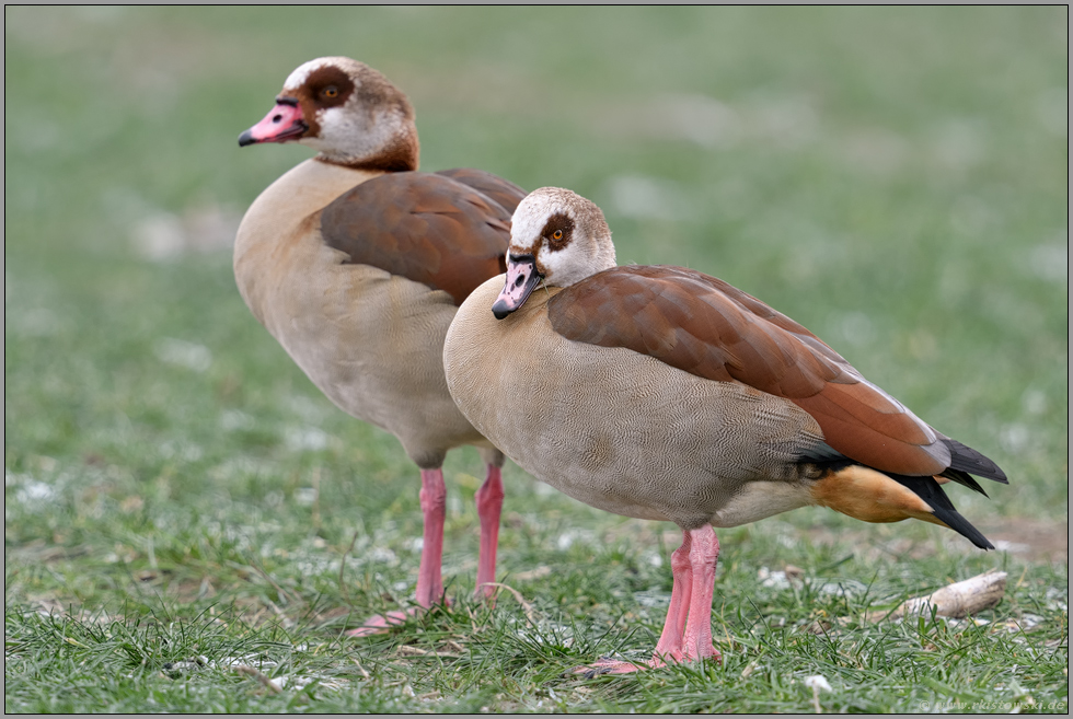 Neubürger... Nilgans *Alopochen aegyptiacus*, Pärchen auf gefrorener Wiese am Niederrhein