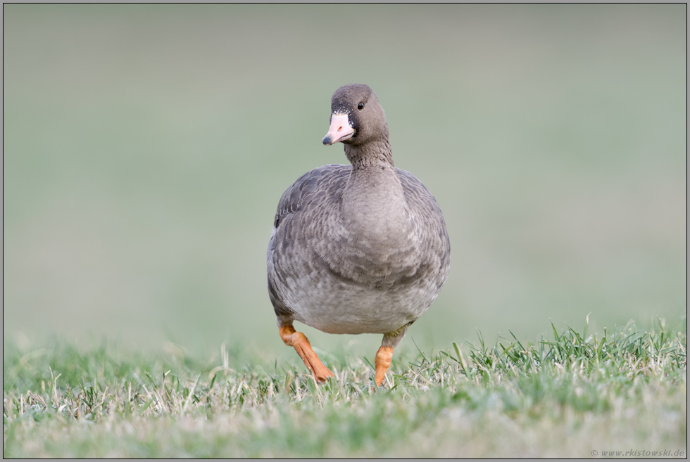 jung und unerfahren... Blässgans *Anser albifrons*, Jungvogel frontal