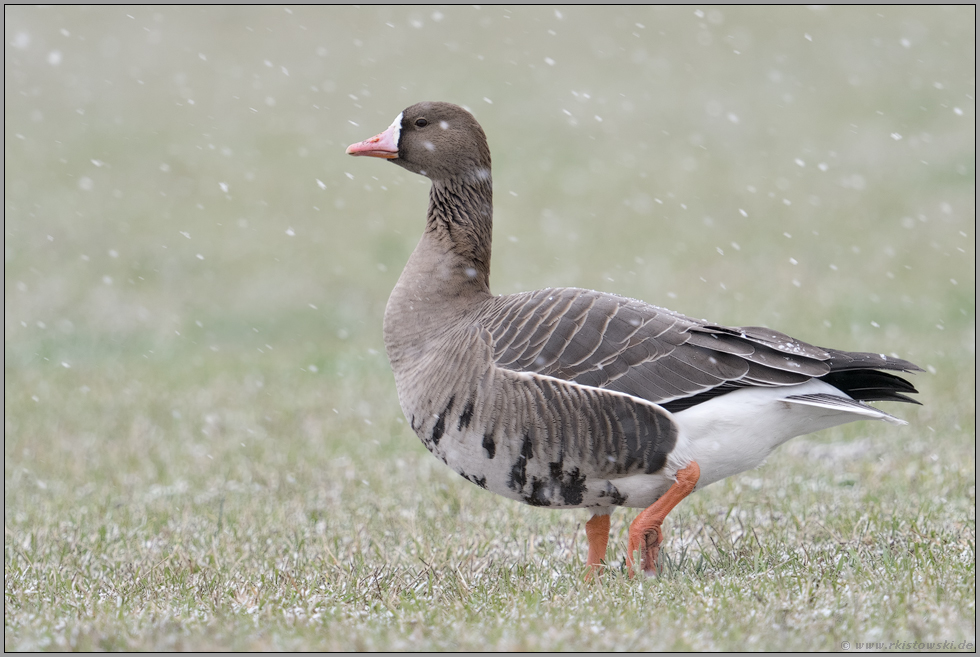 bei leichtem Schneefall... Blässgans *Anser albifrons* am Niederrhein