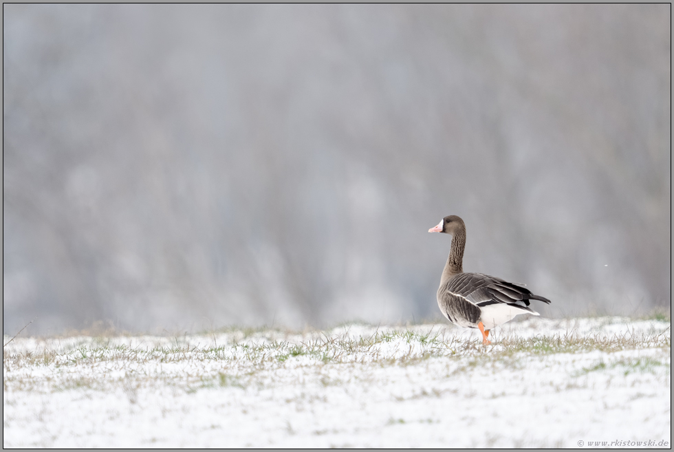 Schnee am Niederrhein... Blässgans *Anser albifrons*