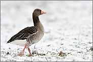 Schnee auf den Feldern... Graugans *Anser anser* auf einem Feld am Niederrhein