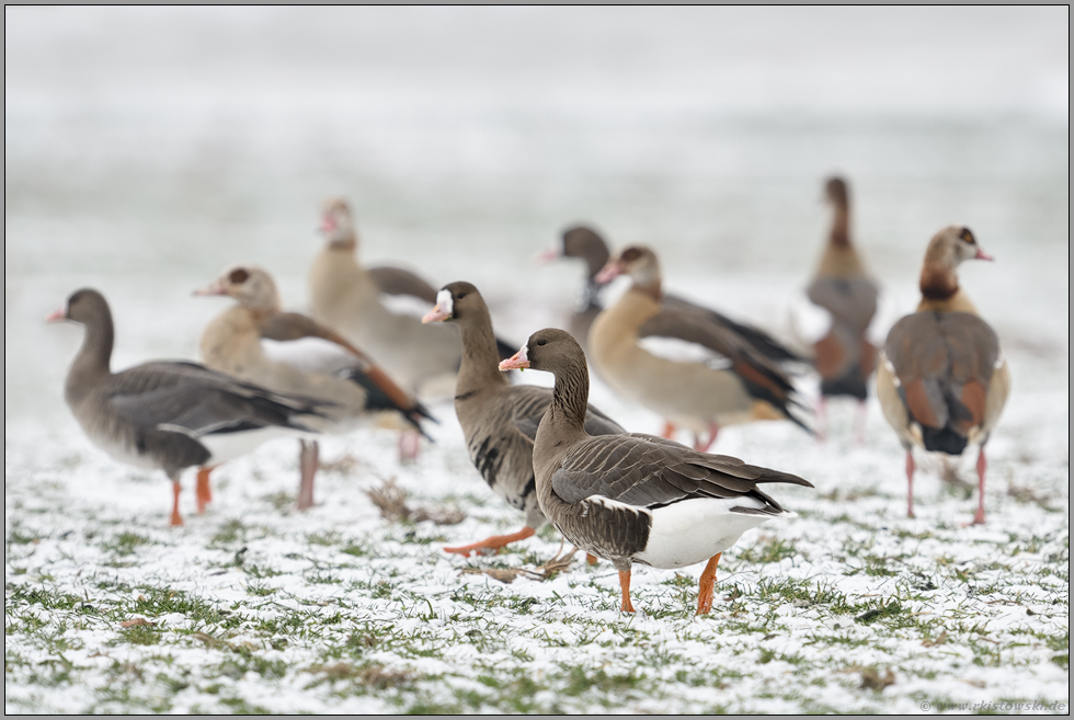 gemischter Trupp... Blässgans *Anser albifrons*, Blässgänse vergesellschaftet mit Nilgänsen