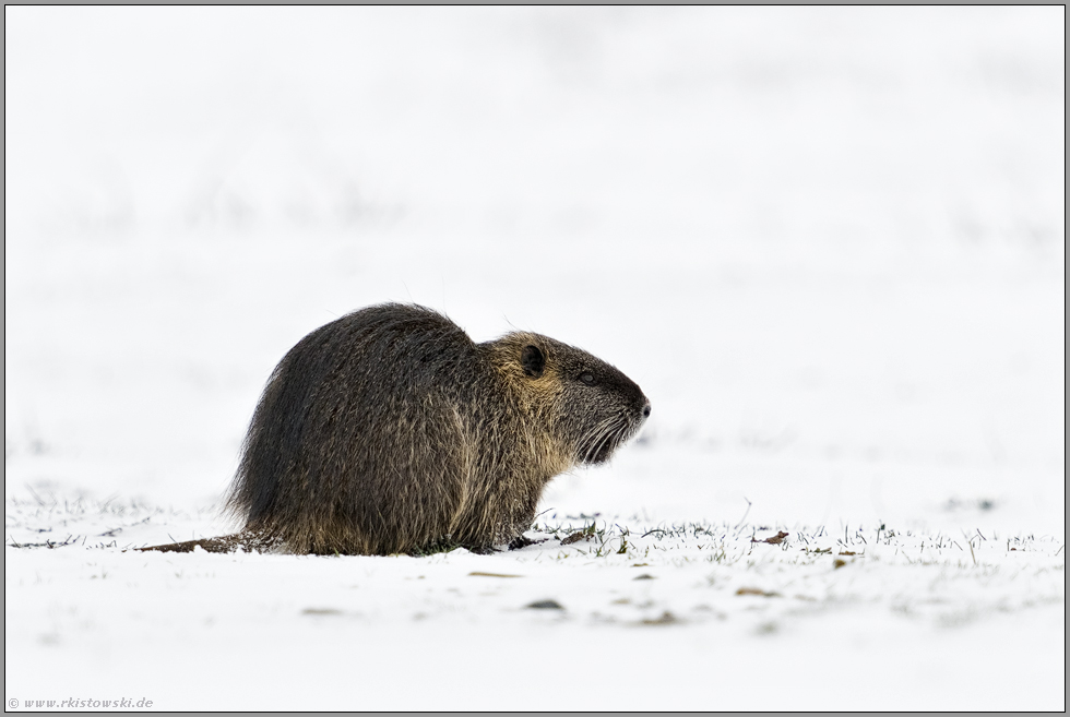 im Schnee... Nutria *Myocastor coypus* auf einer Wiese am Niederrhein