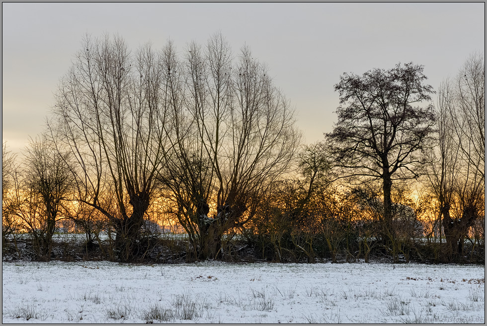 Licht am Horizont... Baumreihe *Ilvericher Altrheinschlinge* bei Meerbusch