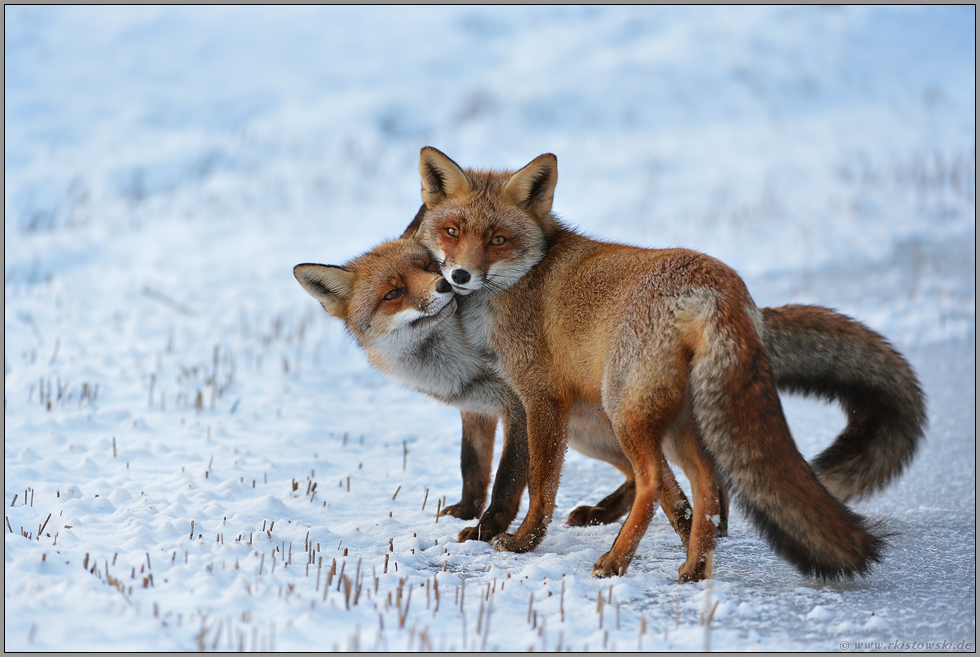 Sozialverhalten... Rotfuchs *Vulpes vulpes*, schmusende Füchse, zwei Rotfüchse suchen gegenseitige Nähe und Geborgenheit