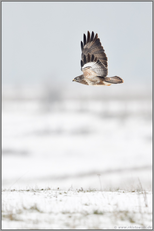 im Flug über verschneite Wiesen und Felder am Niederrhein... Mäusebussard *Buteo buteo*