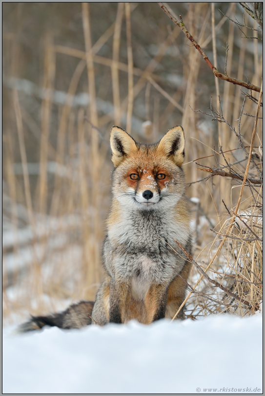 ganz brav... Rotfuchs *Vulpes vulpes* sitzt abwartend im Schnee und hält Blickkontakt